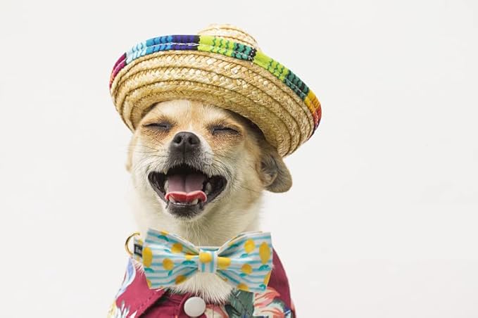 Maca Bates Summer Lemon Dog Collar with Bow