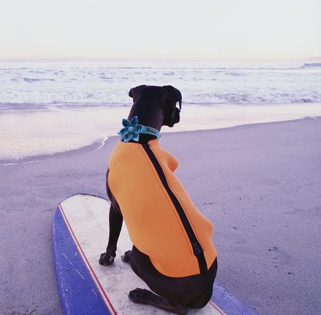 Maca Bates Flower Shark Dog Collar with Flowers