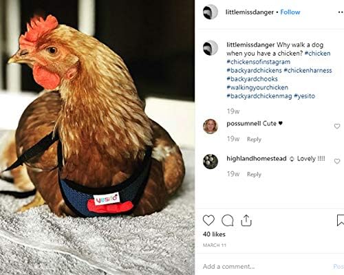 Chicken Harness Hen Size with 5.5-Foot Matching Belt,Comfortable 3.8-4.8Pounds Dark
