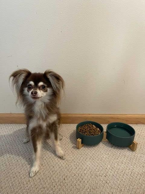 SPUNKYJUNKY Ceramic Dog and Cat Bowl with Wood 13.5 OZ
