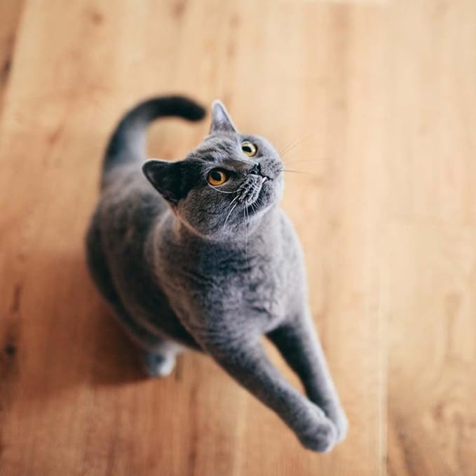 Friskie Party Mix Cat Treats 3 Flavor Variety (1) Each: (2.1 Ounces)