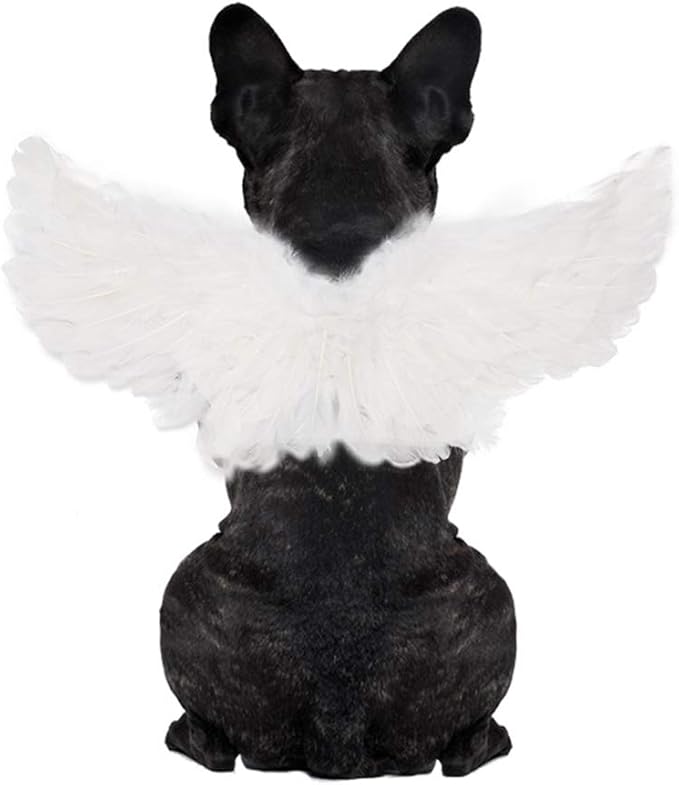 WeeH Pet Halloween Costume Cosplay Angel Devil Black White Wing for Dog Cat Rabbit Piggy