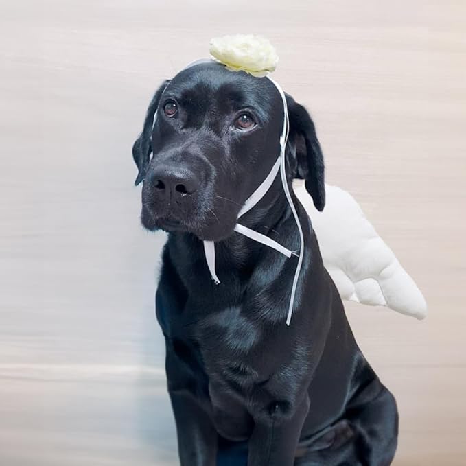 Pet Angel Wings and Headband Costume Accessory Set
