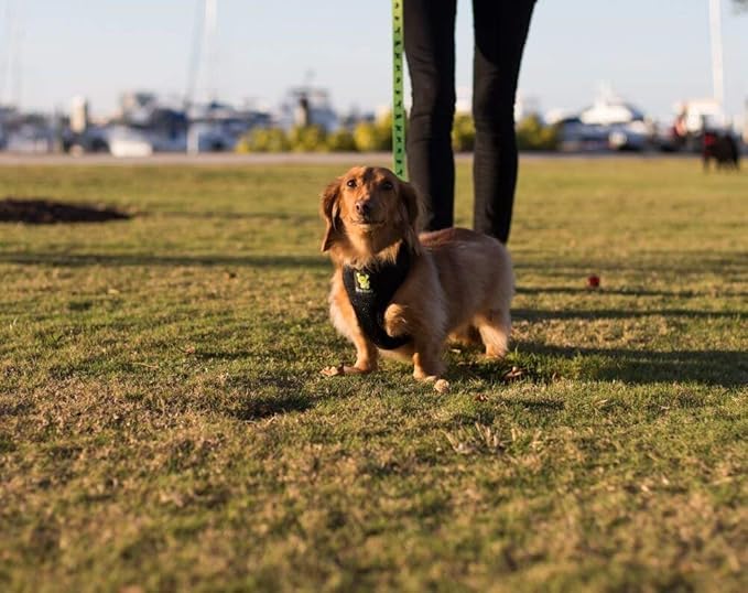 EcoBark Dog Leash 4 FT 5 FT 6 FT