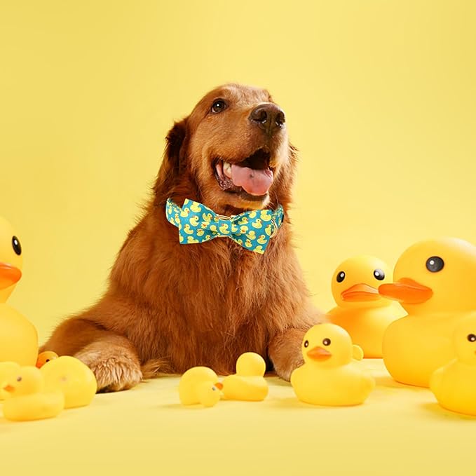 Maca Bates Duck Dog Collar with Bow Bowtie