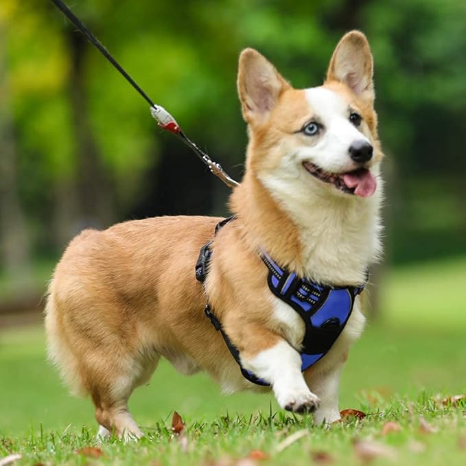 rabbitgoo Dog Harness 2 Leash
