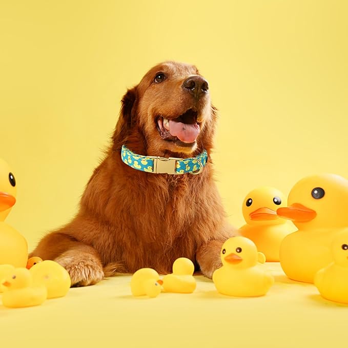 Maca Bates Cute Duck Green Dog Collar
