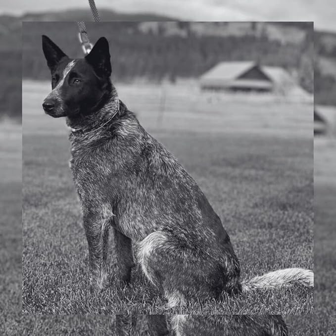 1.5mm Stainless Steel Add-On Links 3