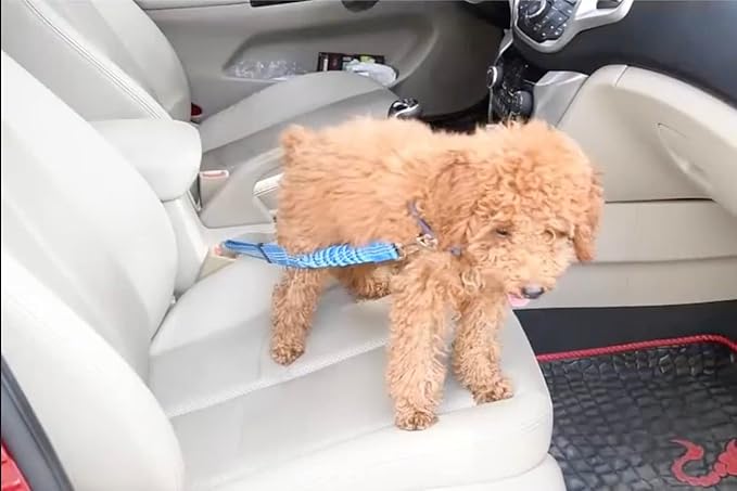 Adjustable Dog Seat Belt