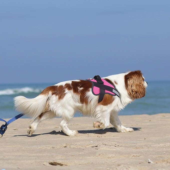 Bolux Dog Harness