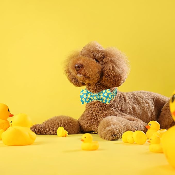Maca Bates Duck Dog Collar with Bow Bowtie