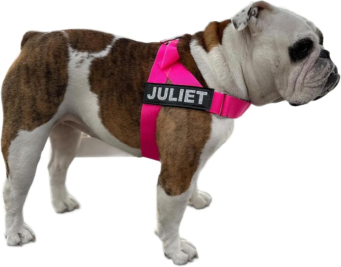 BULLHUG Harness – Made for Larger Chested Dogs Like English Bulldogs