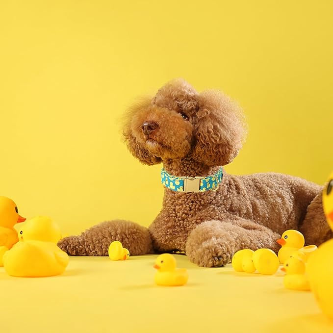 Maca Bates Cute Duck Green Dog Collar