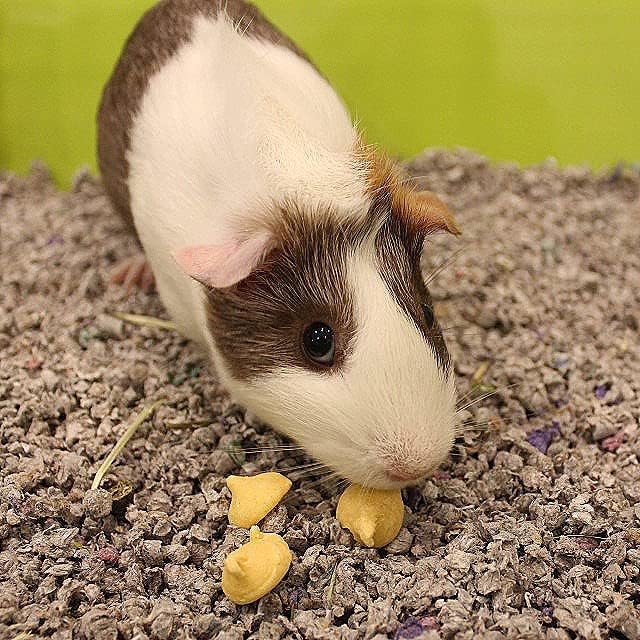 Vitakraft Drops Guinea Pig Treat 5.3 Ounce 1)