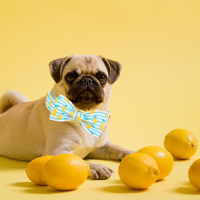 Maca Bates Summer Lemon Dog Collar with Bow