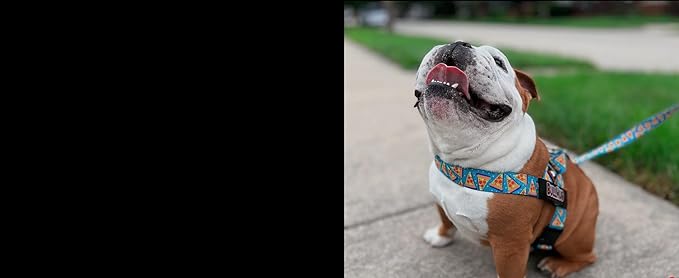 BULLHUG Harness – Made for Larger Chested Dogs Like English Bulldogs