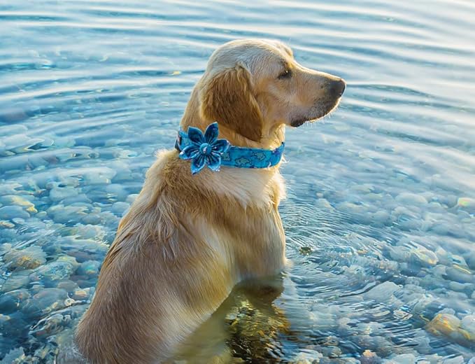 Maca Bates Flower Shark Dog Collar with Flowers