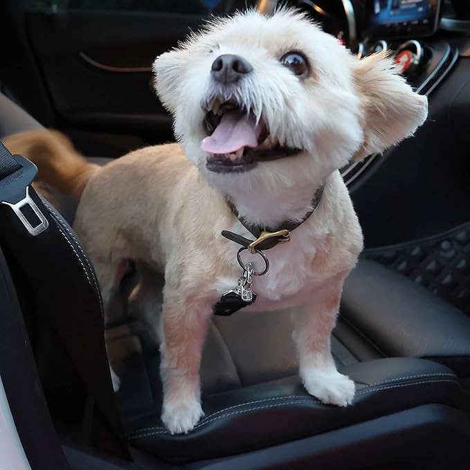 Mr. Pen- Dog Seat Belt 2 Pack,