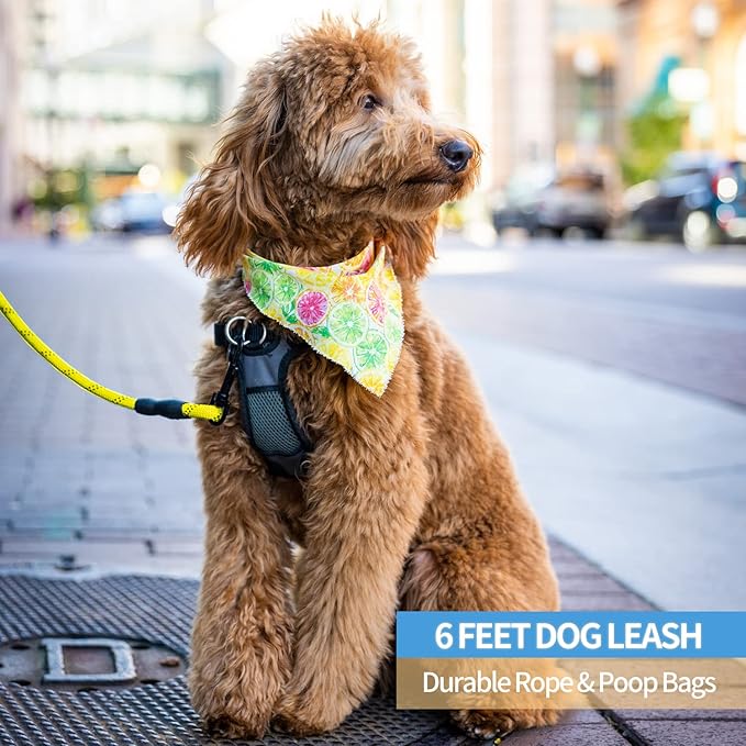 BAAPET 2/4/5/6 FT Dog Leash with Comfortable Padded Handle and Highly Reflective Threads for Small Medium and Large Dogs (6FT-1/2''