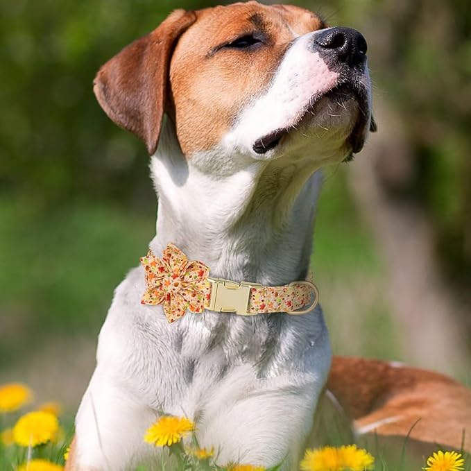 Beirui Cute Girl Dog Collars for Female Dogs
