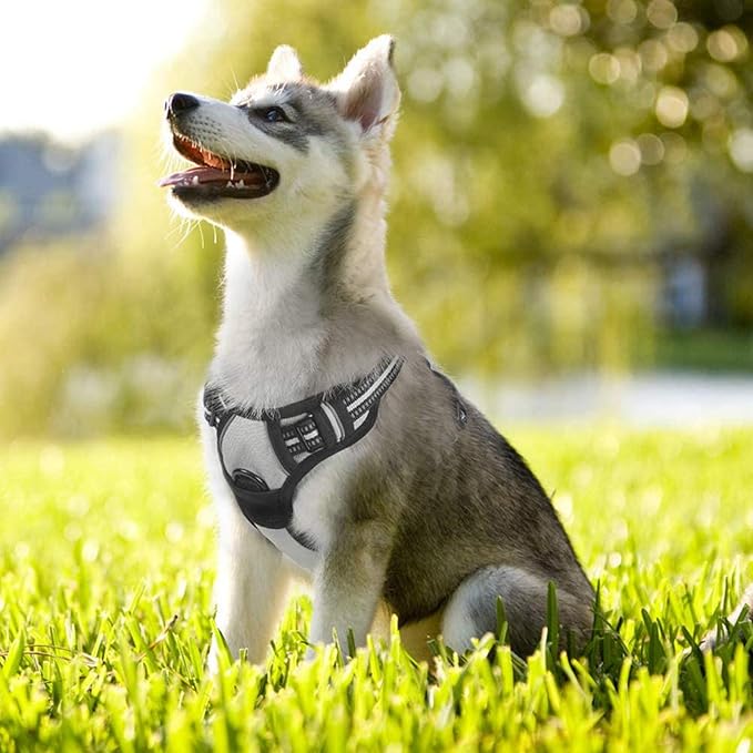 rabbitgoo Dog Harness 2 Leash