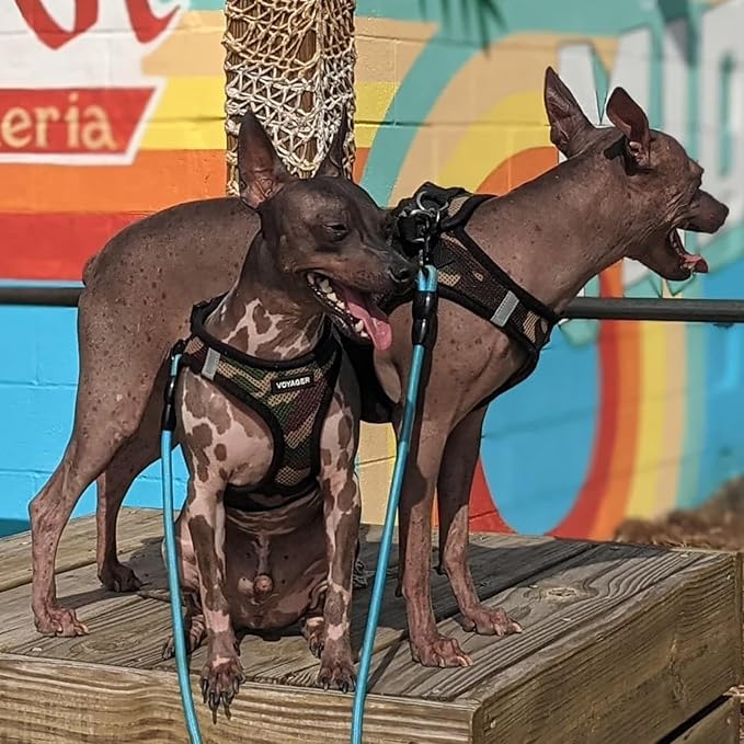 Voyager Step-in Air Dog Harness