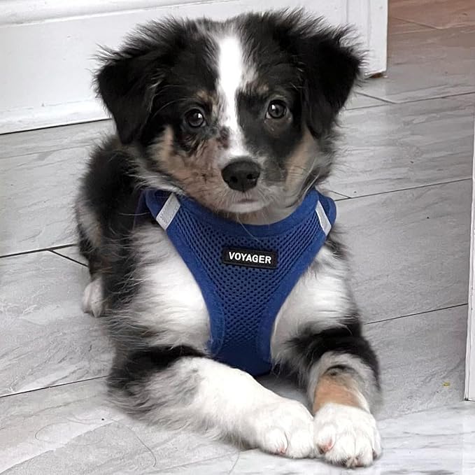 Voyager Step-in Air Dog Harness 14.5-16")