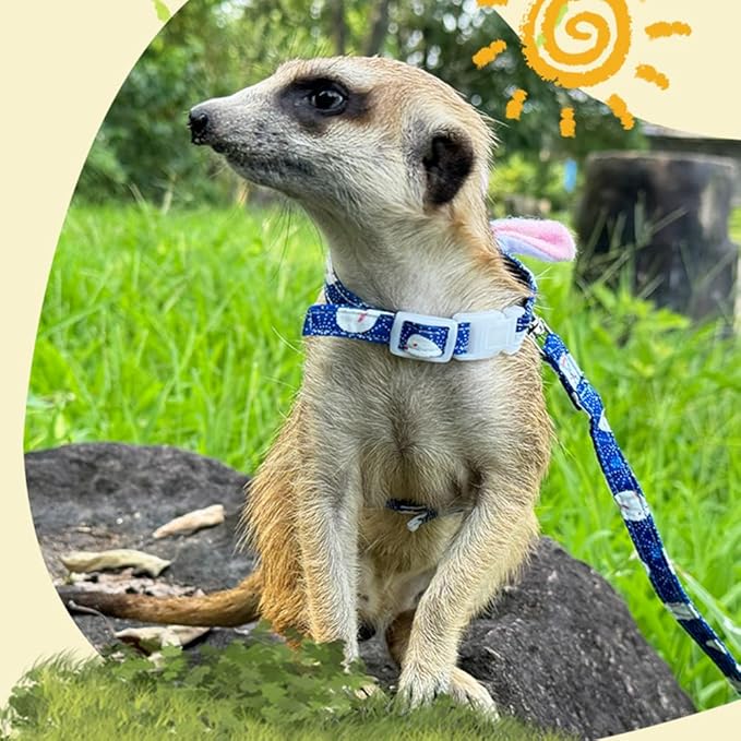 Ferret Harness and Leash Set with Bell Ferret