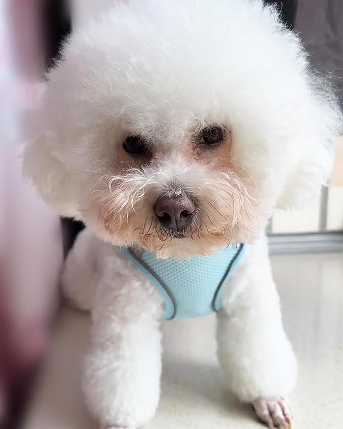 Solmoony Dog Harness for Small Medium Large Dogs No Pull