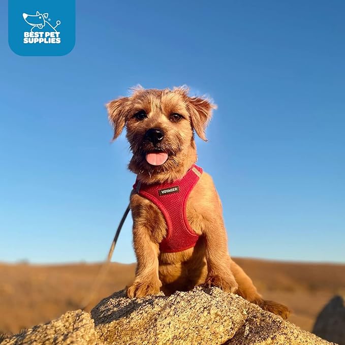 Voyager Step-in Air Dog Harness 14.5-16")