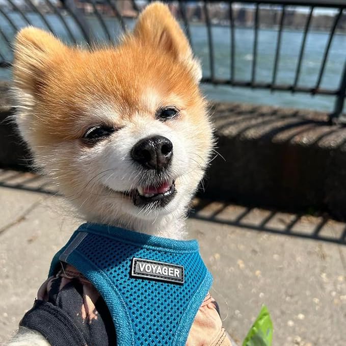 Voyager Step-in Air Dog Harness