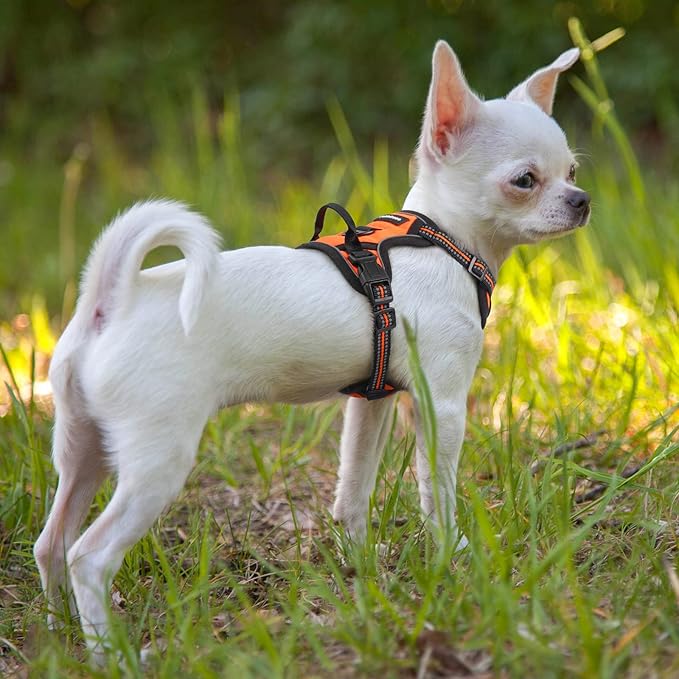 rabbitgoo Dog Harness 2 Leash