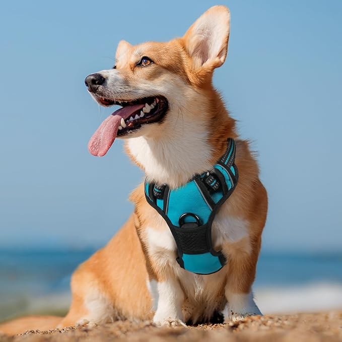 rabbitgoo Dog Harness 2 Leash