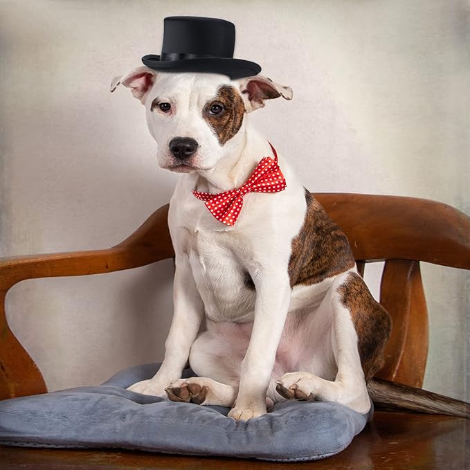 Yewong 2 Pieces Pet Formal Accessories Set
