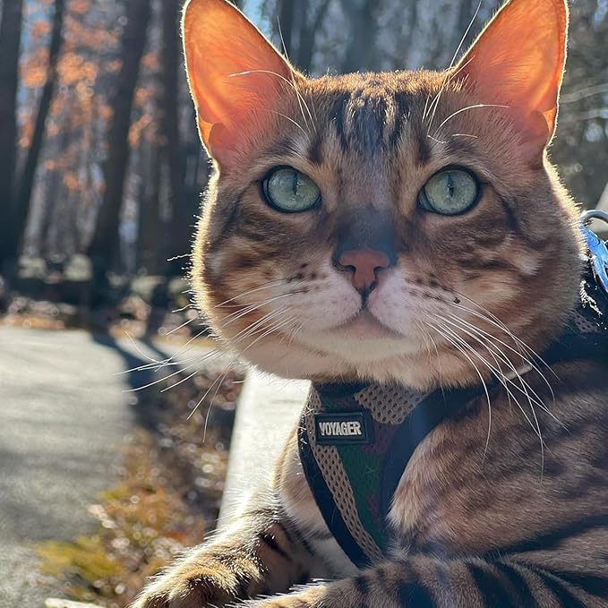 Voyager Step-in Air Dog Harness 20.5-23")