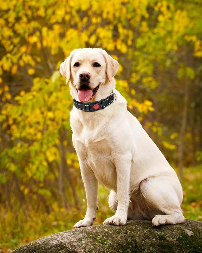 Reflective Dog Collar