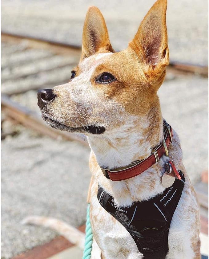 rabbitgoo Dog Harness 2 Leash