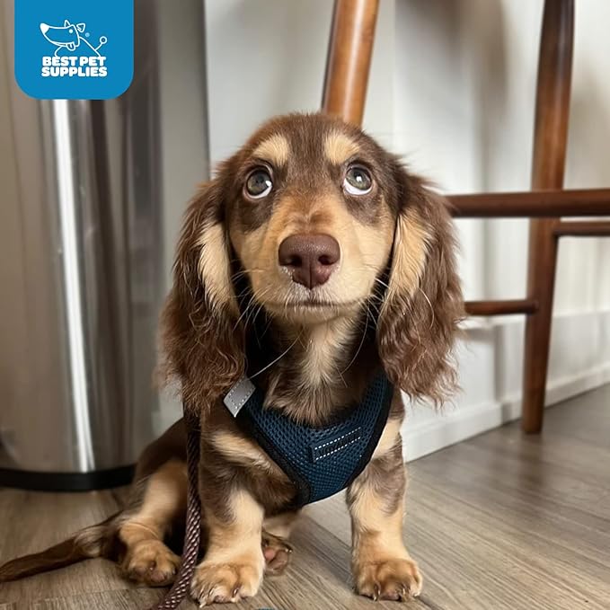 Voyager Step-in Air Dog Harness
