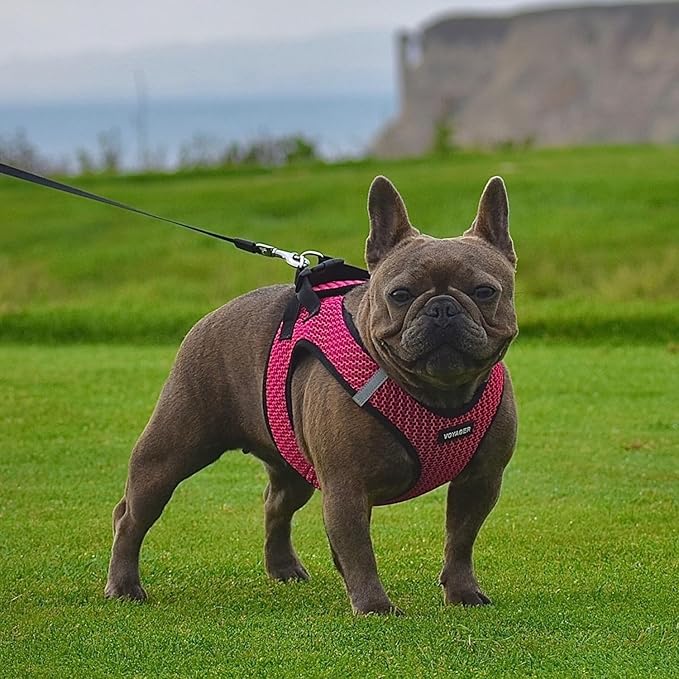 Voyager Step-in Air Dog Harness 2-Tone), XS 13-14.5")