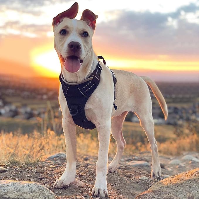 rabbitgoo Dog Harness 2 Leash