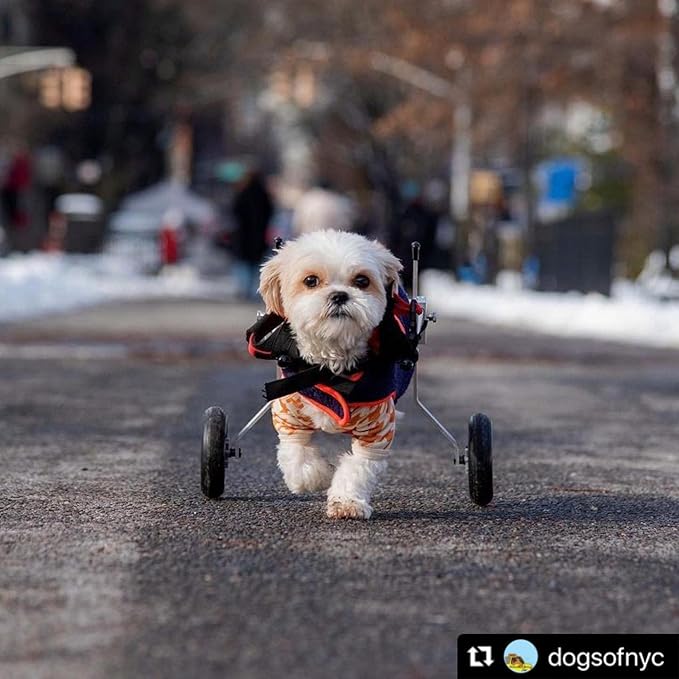 Dog Wheelchair