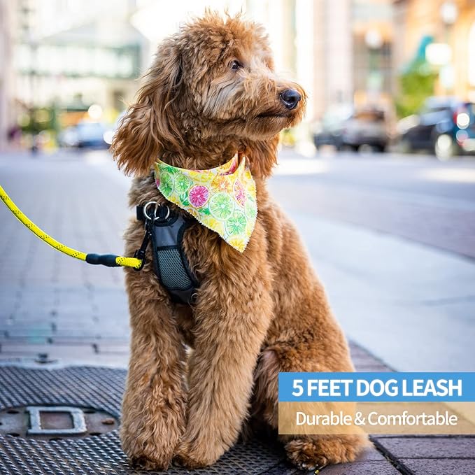 BAAPET 2/4/5/6 FT Dog Leash with Comfortable Padded Handle and Highly Reflective Threads for Small Medium and Large Dogs (5FT-1/2''