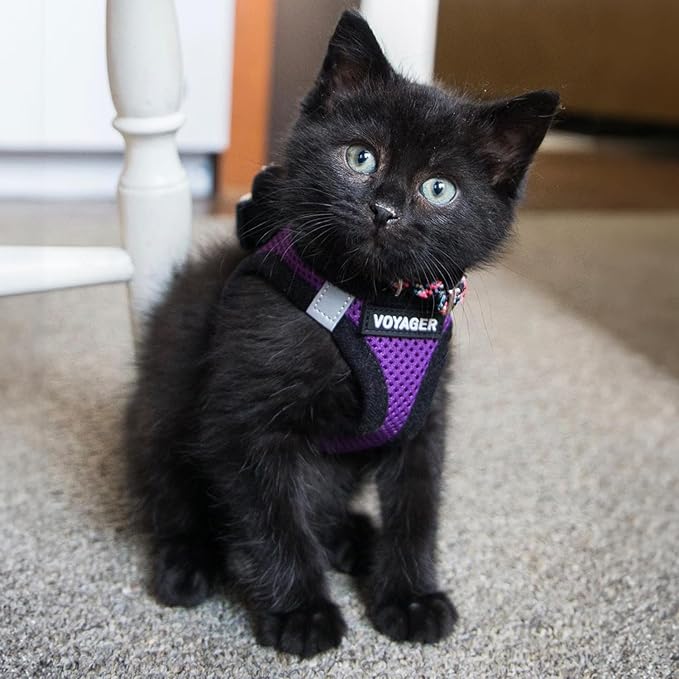 Voyager Step-in Air Dog Harness
