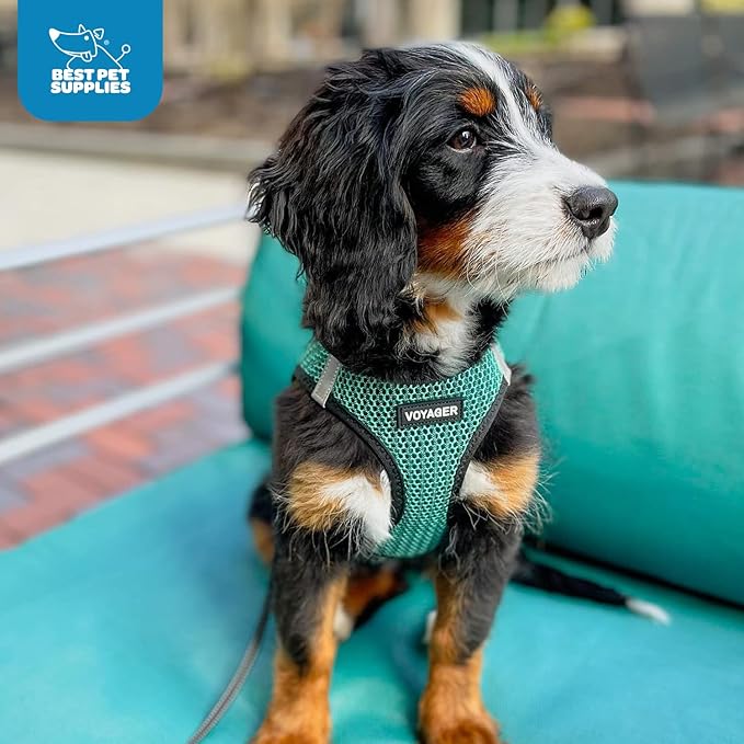 Voyager Step-in Air Dog Harness 2-Tone), S 14.5-16")