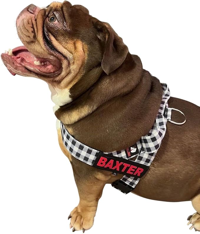 BULLHUG Harness – Made for Larger Chested Dogs Like English Bulldogs