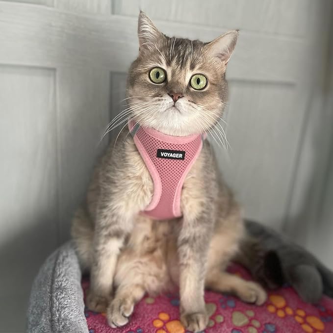 Voyager Step-in Air Dog Harness