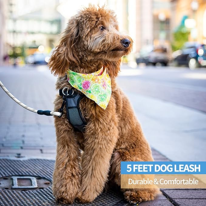 BAAPET 2/4/5/6 FT Dog Leash with Comfortable Padded Handle and Highly Reflective Threads for Small Medium and Large Dogs (5FT-1/2''