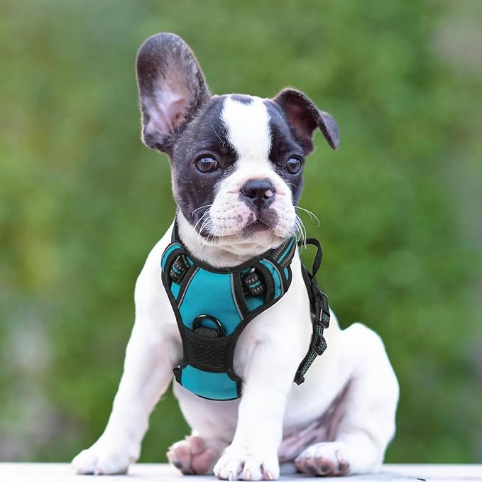 rabbitgoo Dog Harness 2 Leash