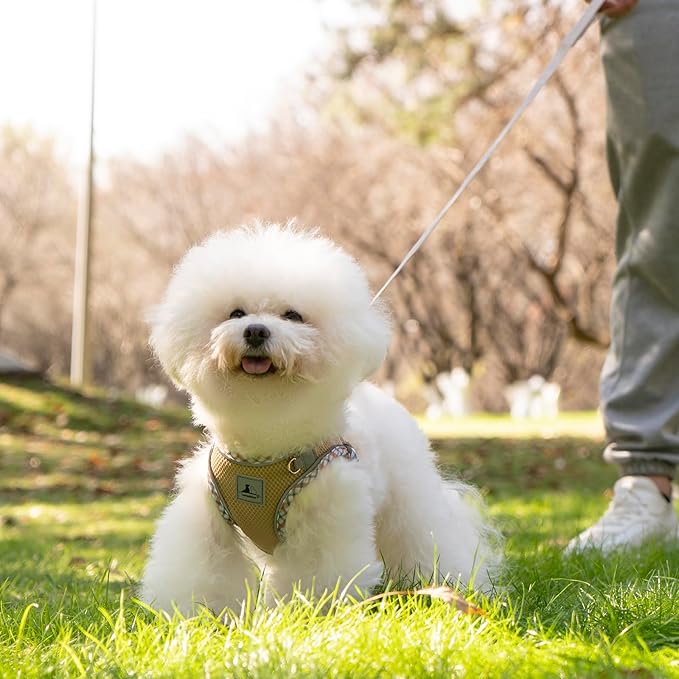 Dog Harness and Leash Set