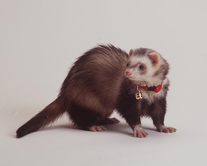 Marshall Pet Products Bell Collar